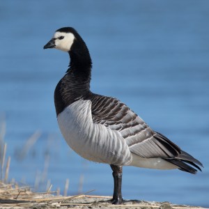 "Barnacle-Goose" by Andreas Trepte - Own work. Licensed under CC BY-SA 2.5 via Wikimedia Commons