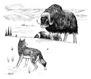 Bootherium bombifrons. Candadian Museum of Nature