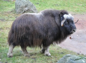Tundra muskox. Wikipedia.
