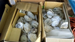 Exogyra ponderosa (Cretaceous oysters) collected in Arkadelphia by Trent Smith. 