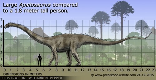 apatosaurus-size