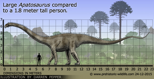 apatosaurus-size