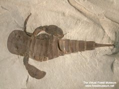 Eurypterus-remipes-L