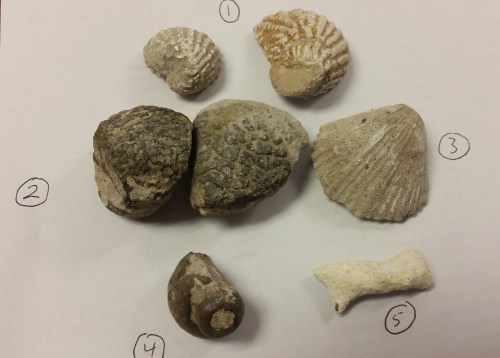 The fossils that started this off. Picture by Trent Smith