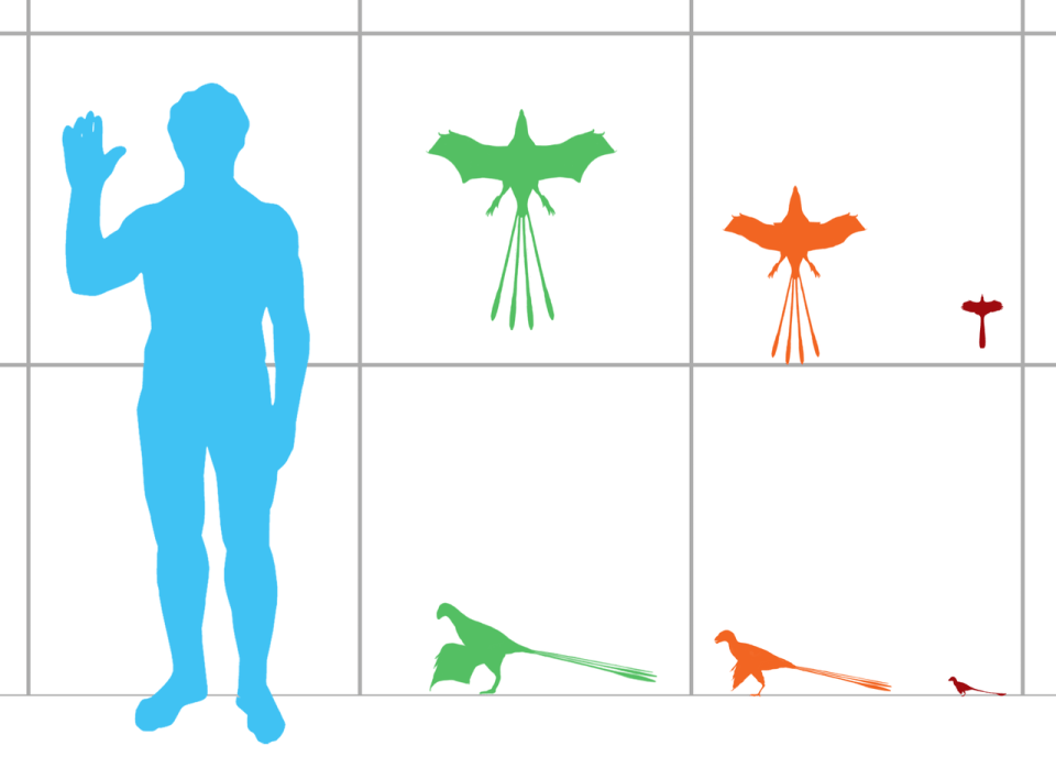 Size_comparison_of_scansoriopterygid_dinosaurs