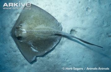 Southern-stingray-dorsal-view