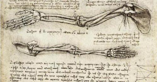 Studies_of_the_Arm_showing_the_Movements_made_by_the_Biceps