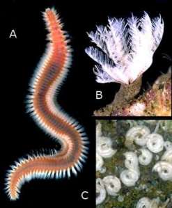 Rudman, W.B., 2004 (July 27) Polychaete Worms (Bristle worms). [In] Sea Slug Forum. Australian Museum, Sydney. www.seaslugforum.net/find/polychaete