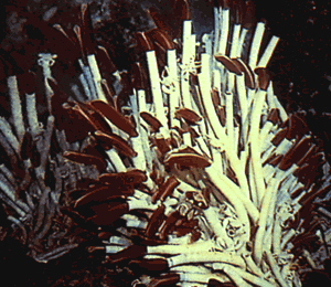 A colony of tube worms, some as long as 1.5 m, clustered around an ocean floor hot spring. (Photograph by Daniel Fornari, Woods Hole Oceanographic Institution.)
