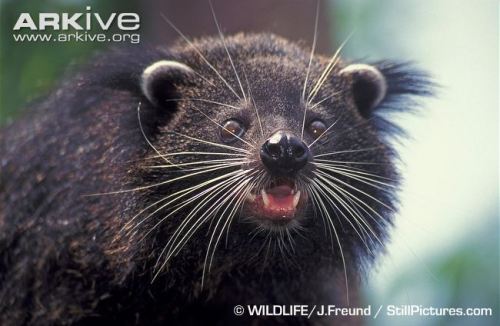 Binturong-close-up-showing-whiskers