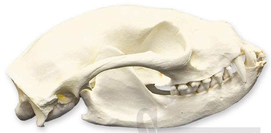 category5_species_1407_large_2