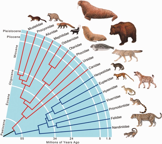 Figure-1-Time-calibrated-phylogeny-of-the-order-Carnivora-at-the-family-level-based-on