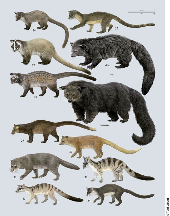 tonillobet_wildlifeart_civets3_plate