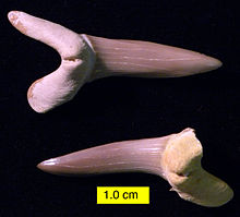 220px-ScapanorhynchusCretaceousIsraelTwo