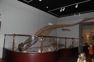 Mosasaur in UT-Austin museum 