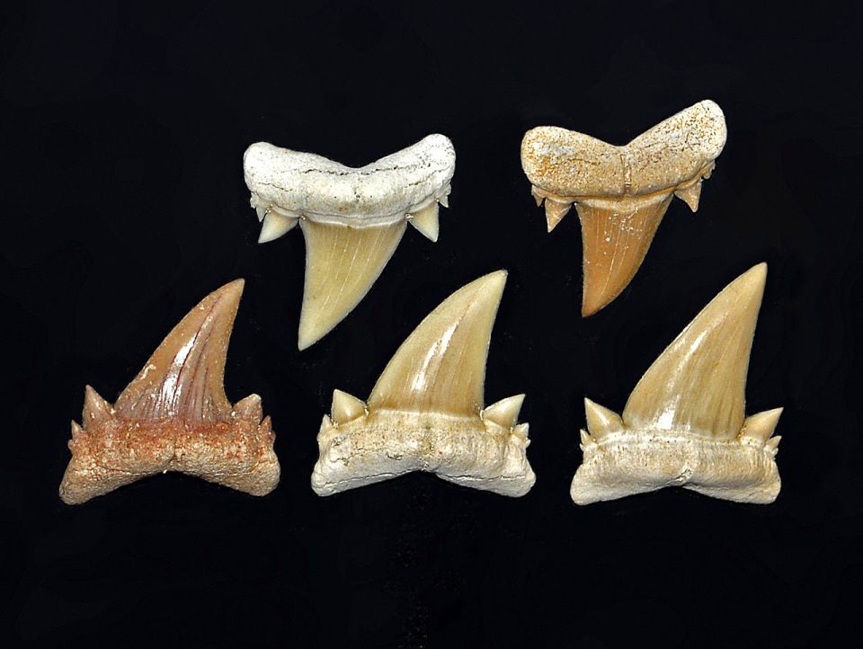 Cretoxyrhinidae_-_Serratolamns_gasfana