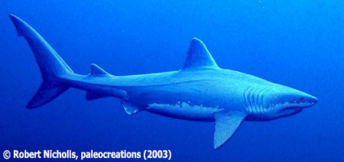 nicholls_squalicorax