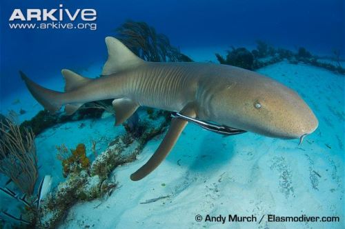 Nurse-shark-swimming