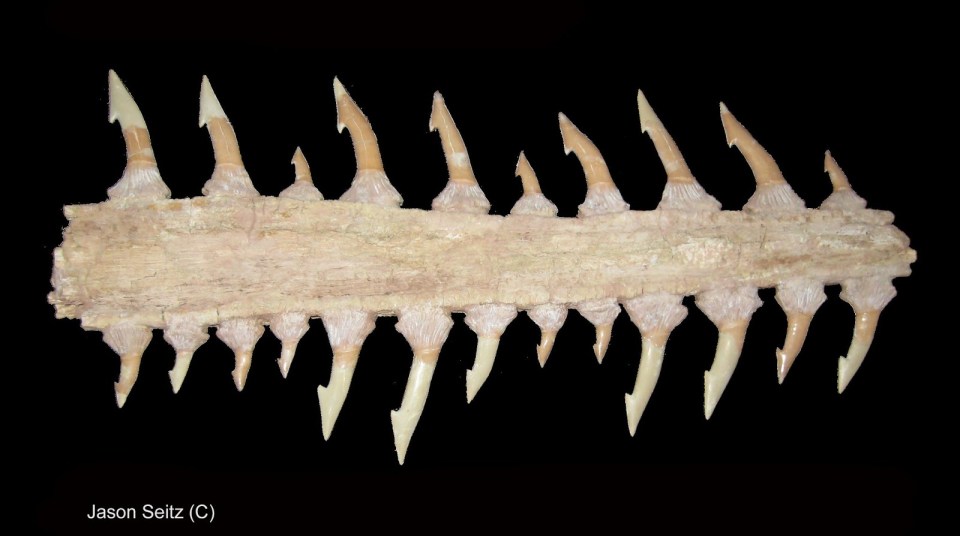 Onchopristis numidus black JCS