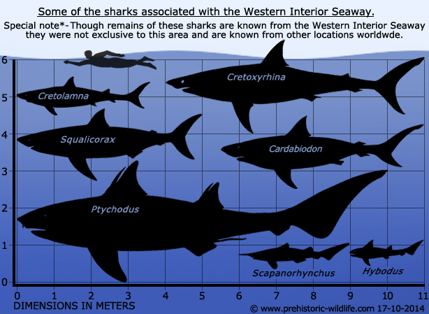 sharks-of-the-western-interior-seaway
