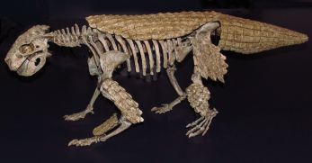 Simosuchus_clarki,_ROM.jpg