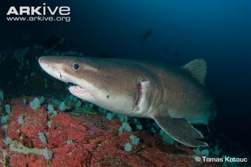 Smalltooth-sand-tiger-shark-portrait
