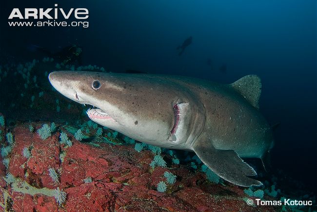 Smalltooth-sand-tiger-shark-portrait