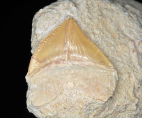 Squalicorax_pristodontus_Agassiz,_1843_1