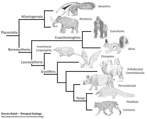 placentals-molecular-phylogeny-600-px-tiny-July-2015-Darren-Naish-Tetrapod-Zoology(1)